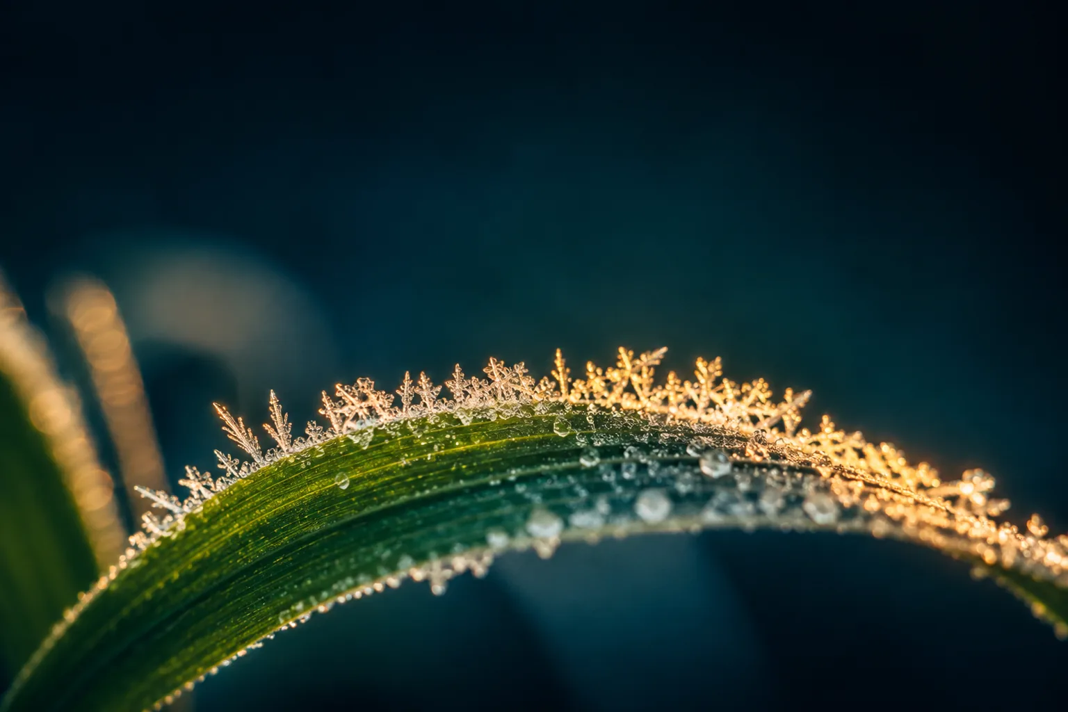 Frost crystals along a green cereal leaf at dawn